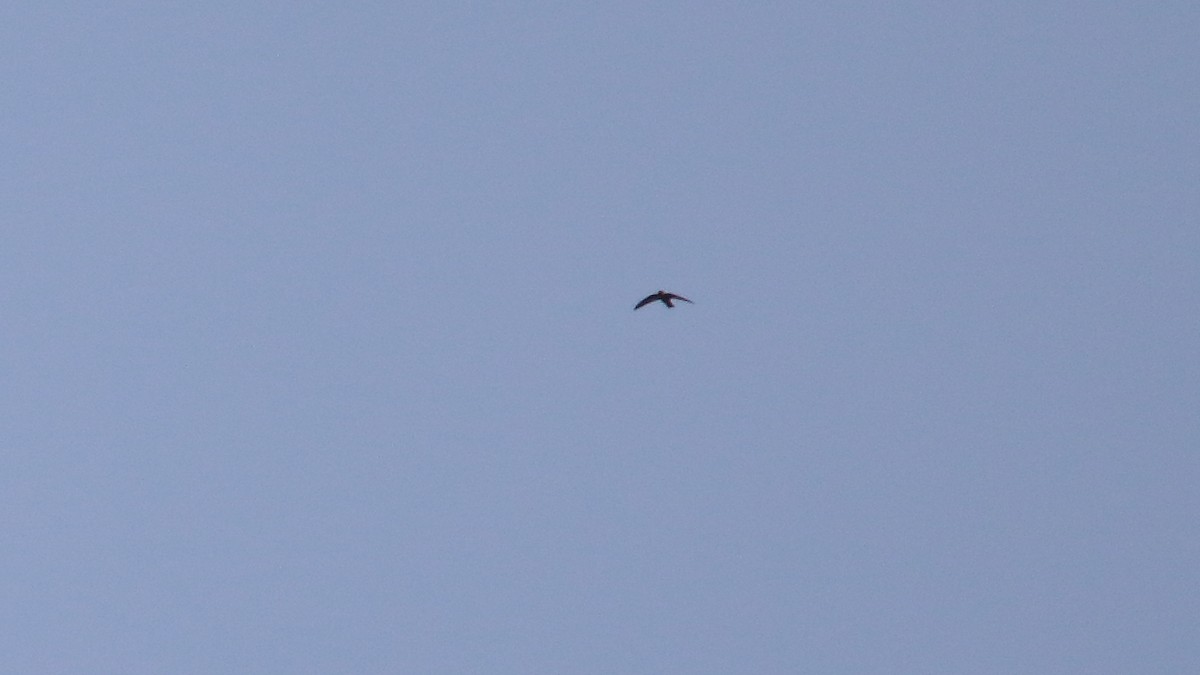 Black Swift - ML577302961