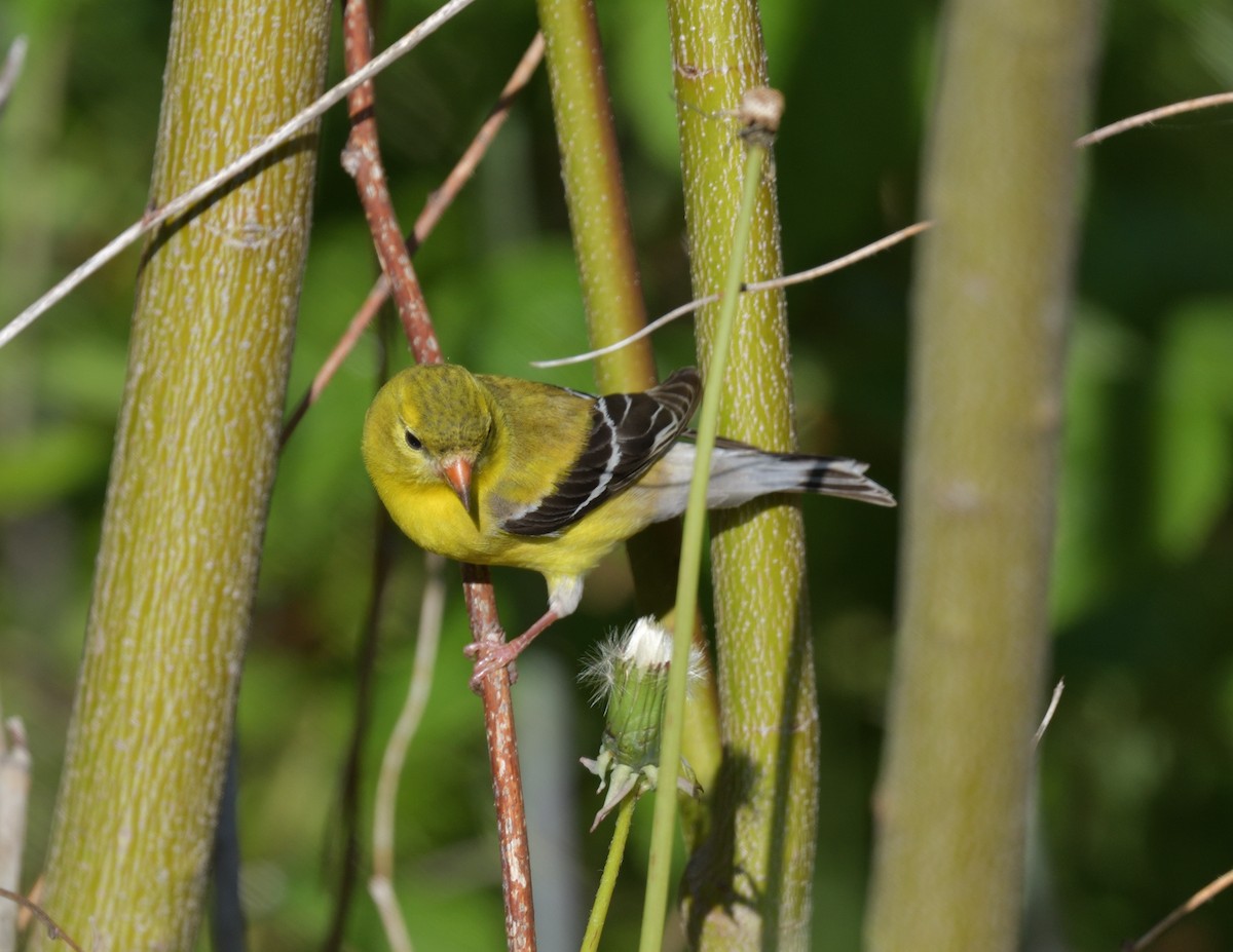 American Goldfinch - ML577303341