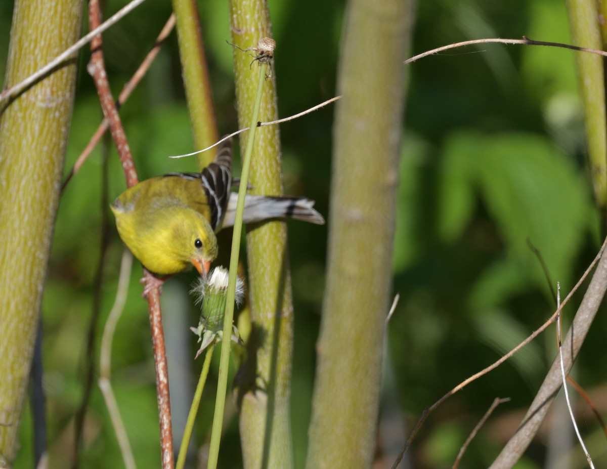 American Goldfinch - ML577303351