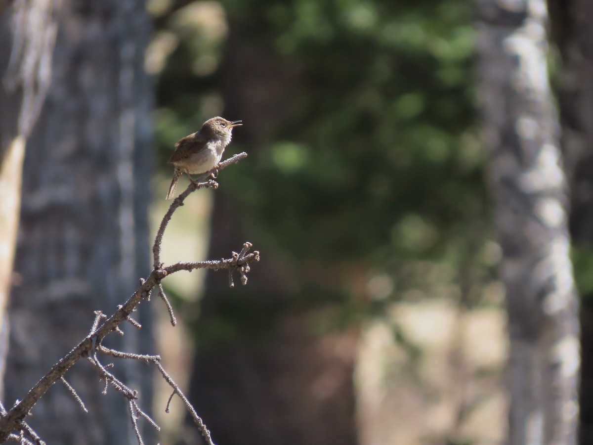 Northern House Wren - ML577303451