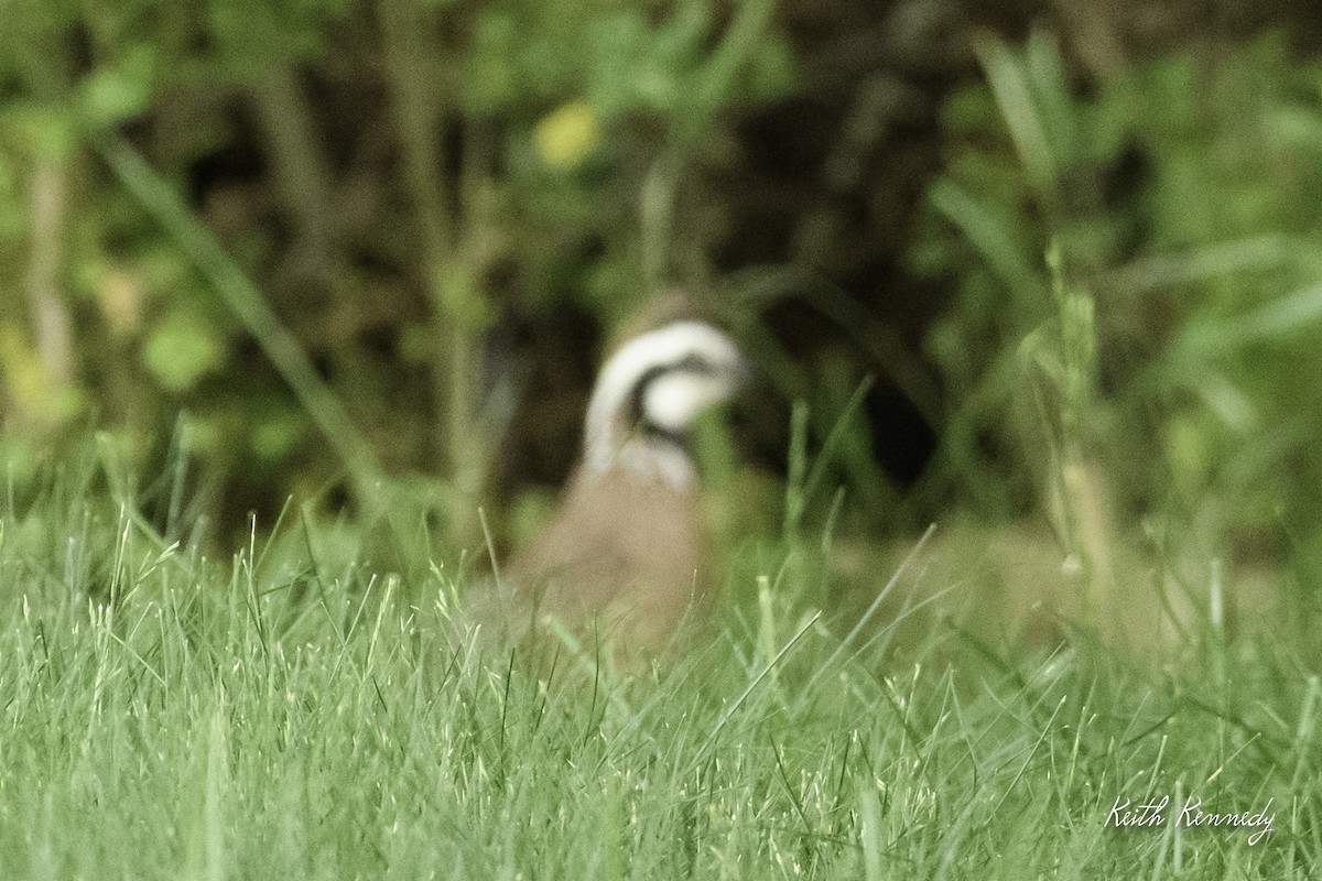 Northern Bobwhite - ML577303881