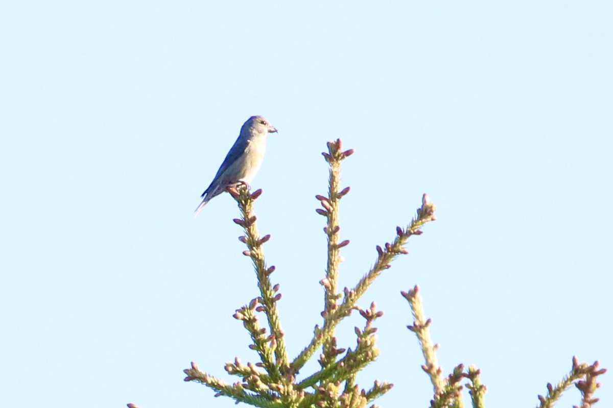 Red Crossbill - Holly Merker