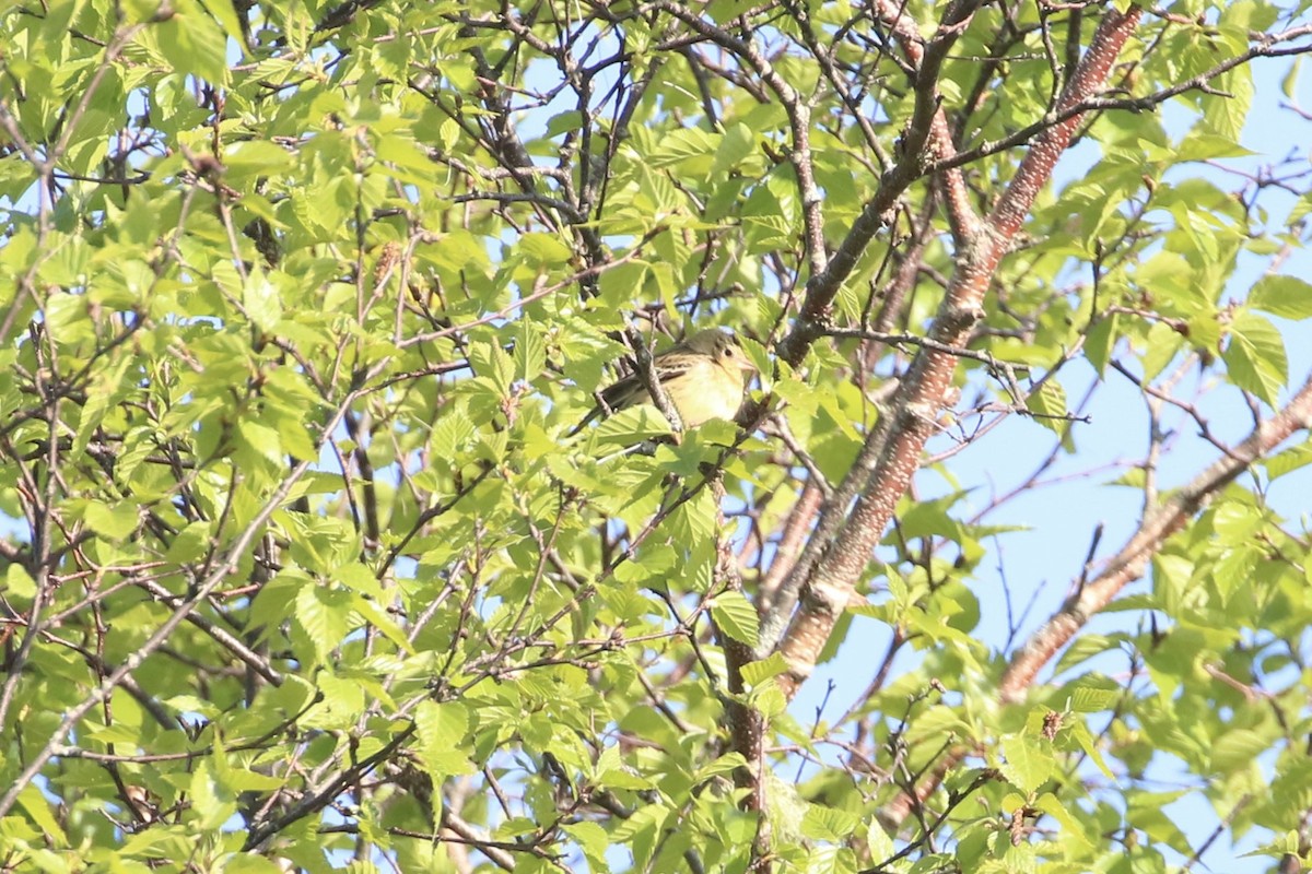 Bobolink - Holly Merker