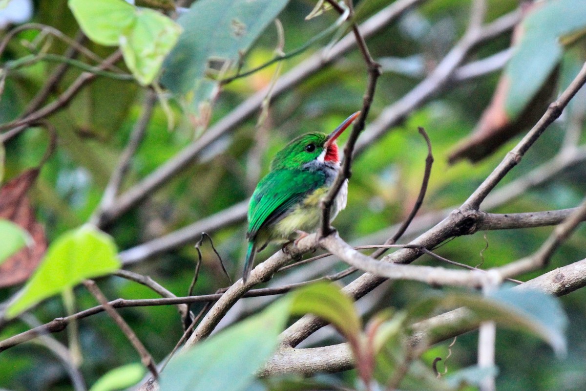 Puerto Rican Tody - Scott Wieman