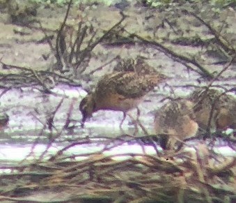 Short-billed Dowitcher - ML577306681