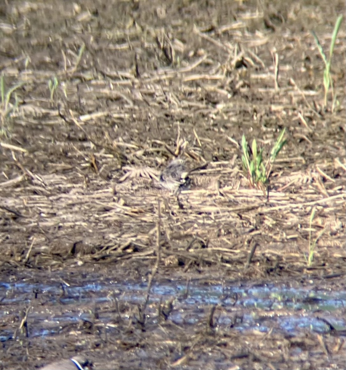 American Pipit - Patrick Papiernik