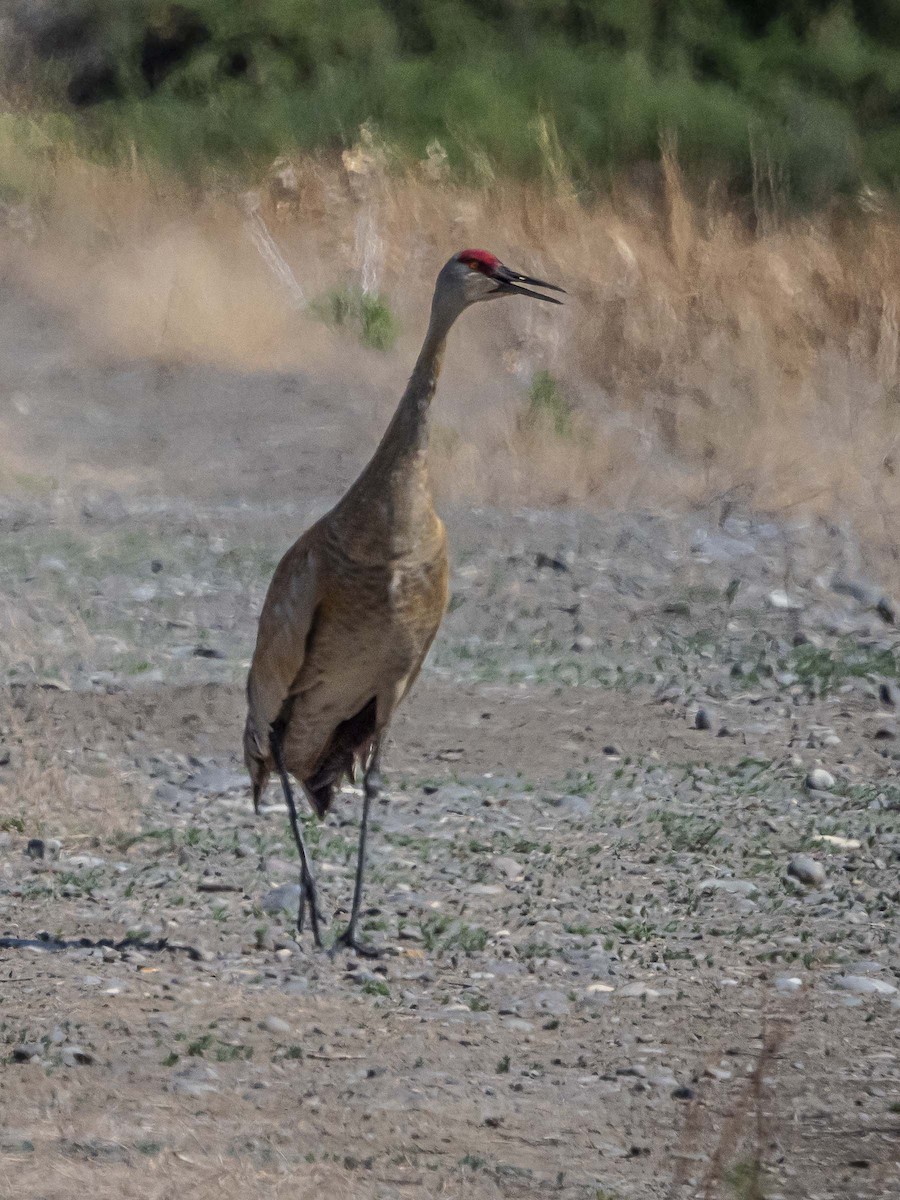 Sandhill Crane - ML577307971