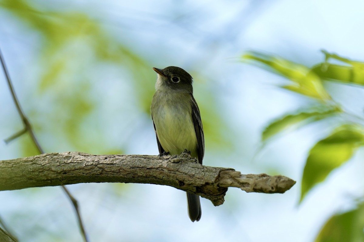 Least Flycatcher - ML577308651