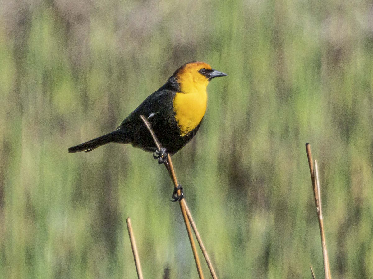 Yellow-headed Blackbird - ML577308771