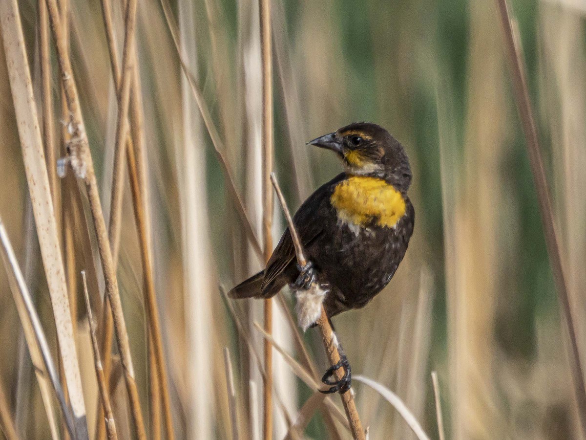 Yellow-headed Blackbird - ML577308781