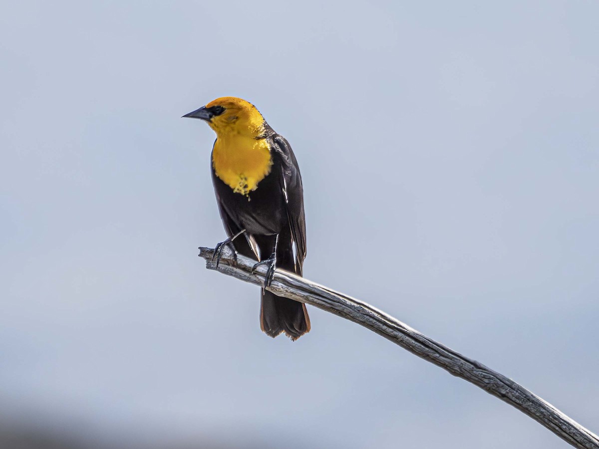 Yellow-headed Blackbird - ML577308791