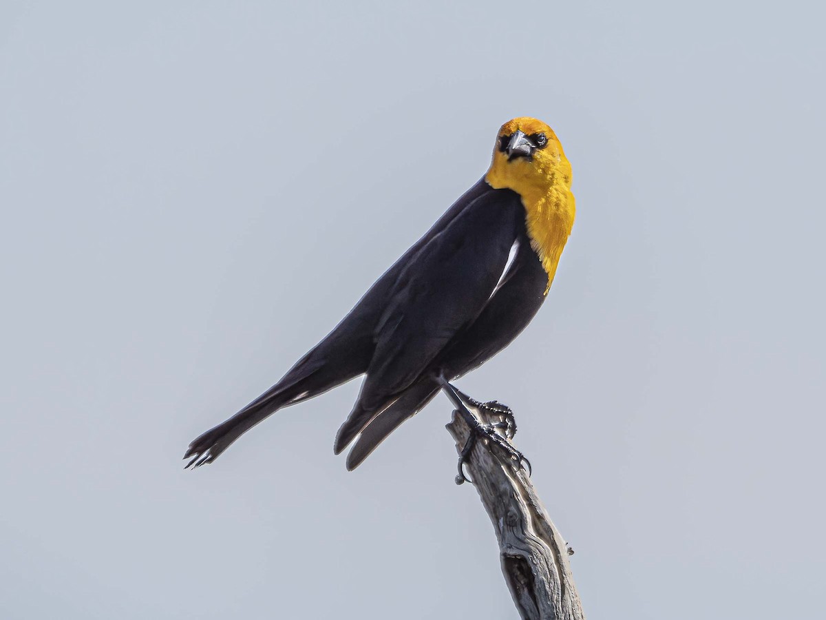 Yellow-headed Blackbird - ML577308801
