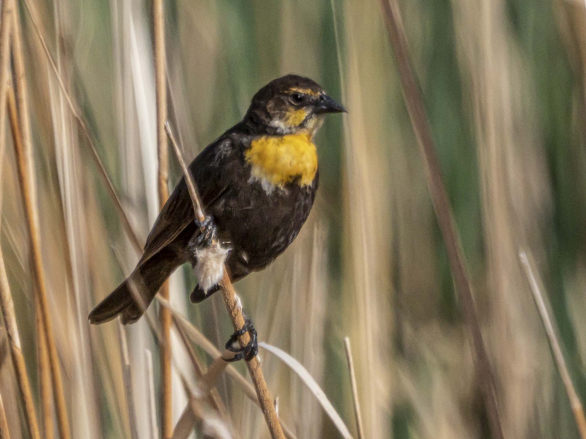 Yellow-headed Blackbird - ML577308811