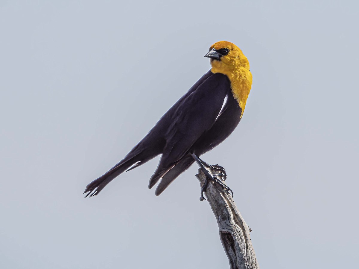 Yellow-headed Blackbird - ML577308821
