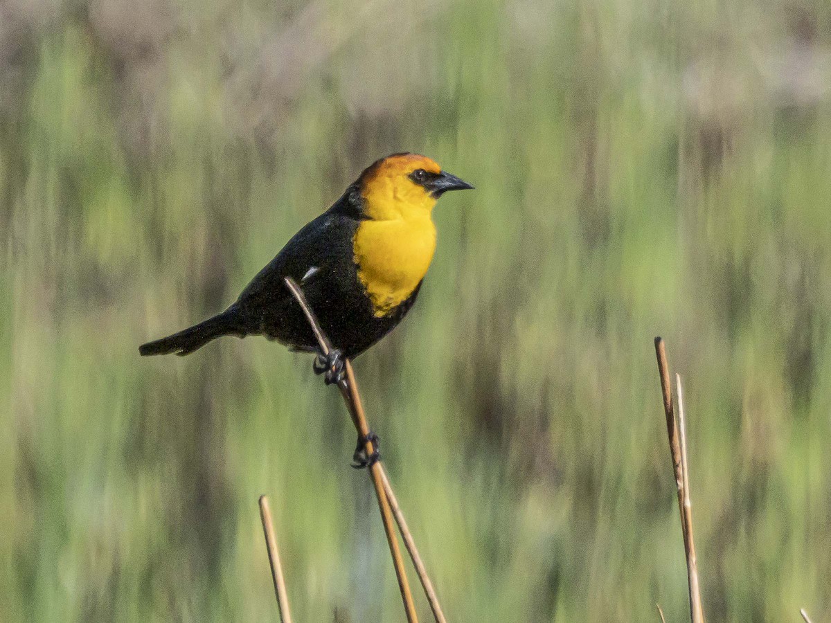 Yellow-headed Blackbird - ML577308831