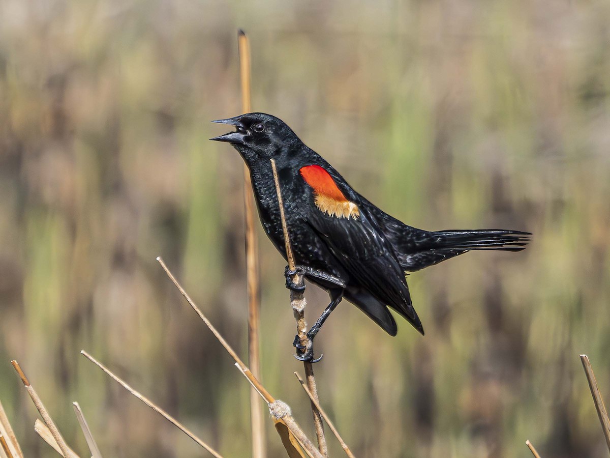 Red-winged Blackbird - ML577309191