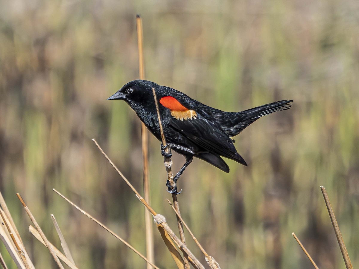 Red-winged Blackbird - ML577309201