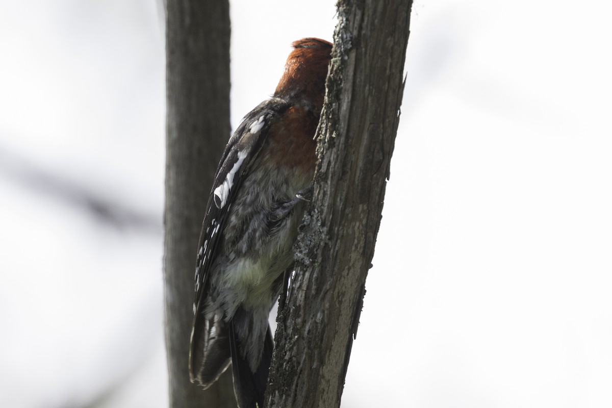Red-breasted Sapsucker - Anthony Gliozzo