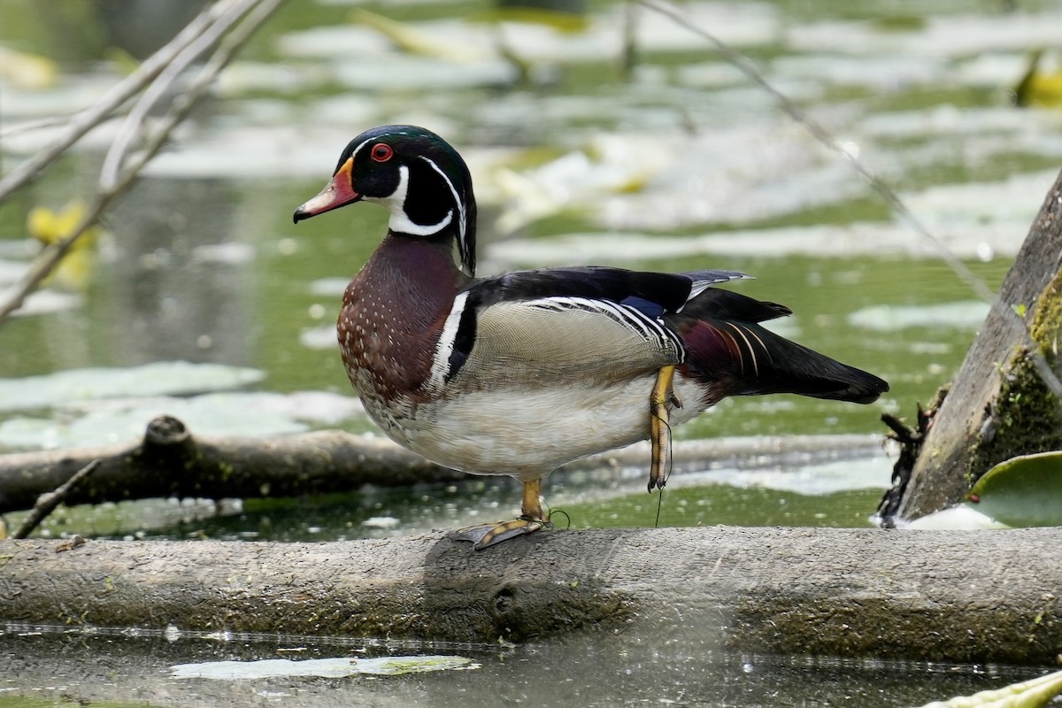 Wood Duck - Melanie Crawford