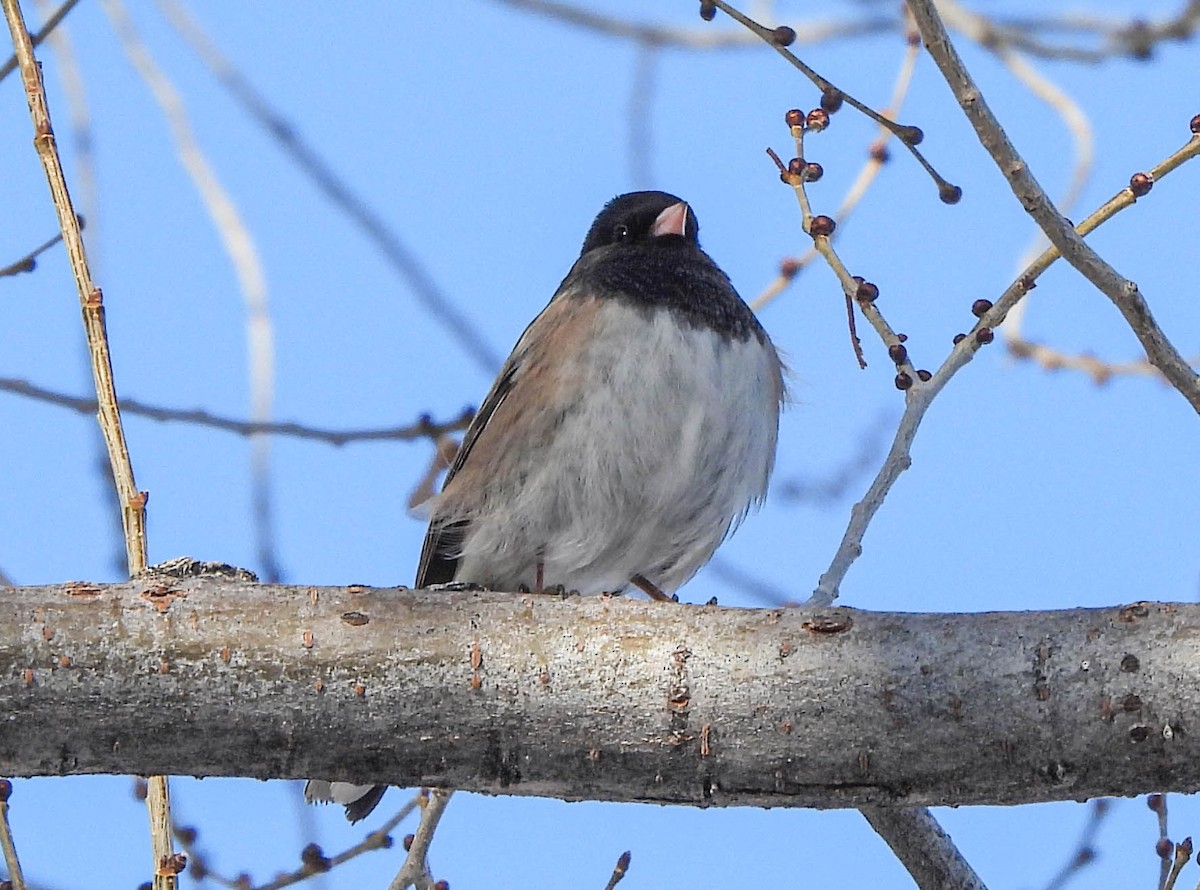 Dark-eyed Junco - Tamara Aho