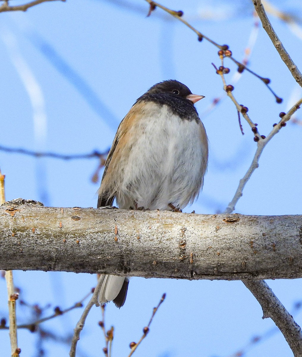 Dark-eyed Junco - Tamara Aho