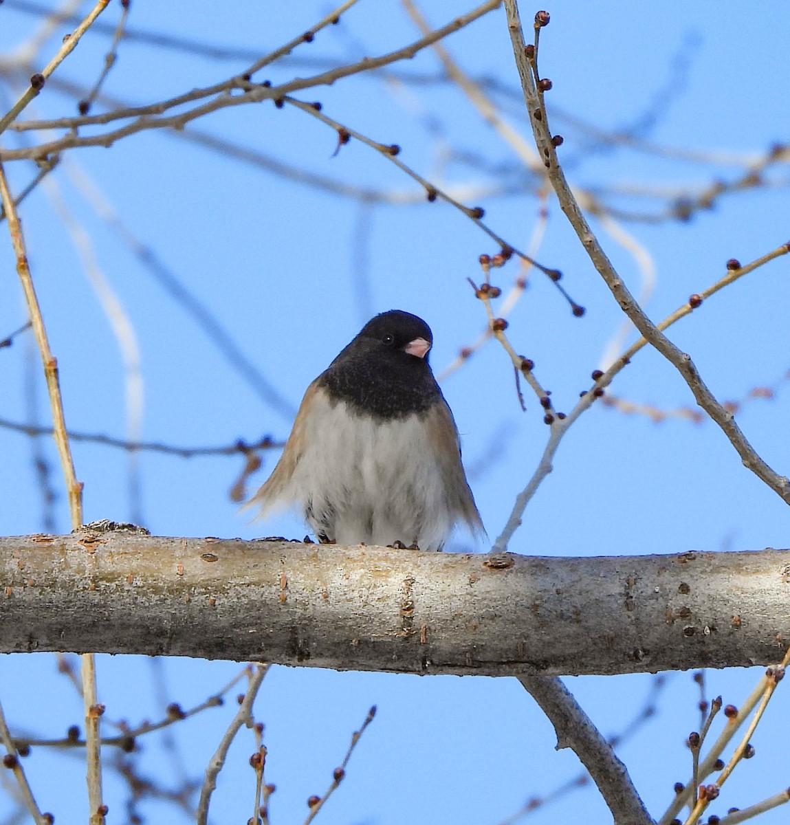 Dark-eyed Junco - Tamara Aho