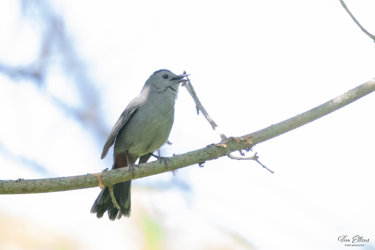 Gray Catbird - ML577316451