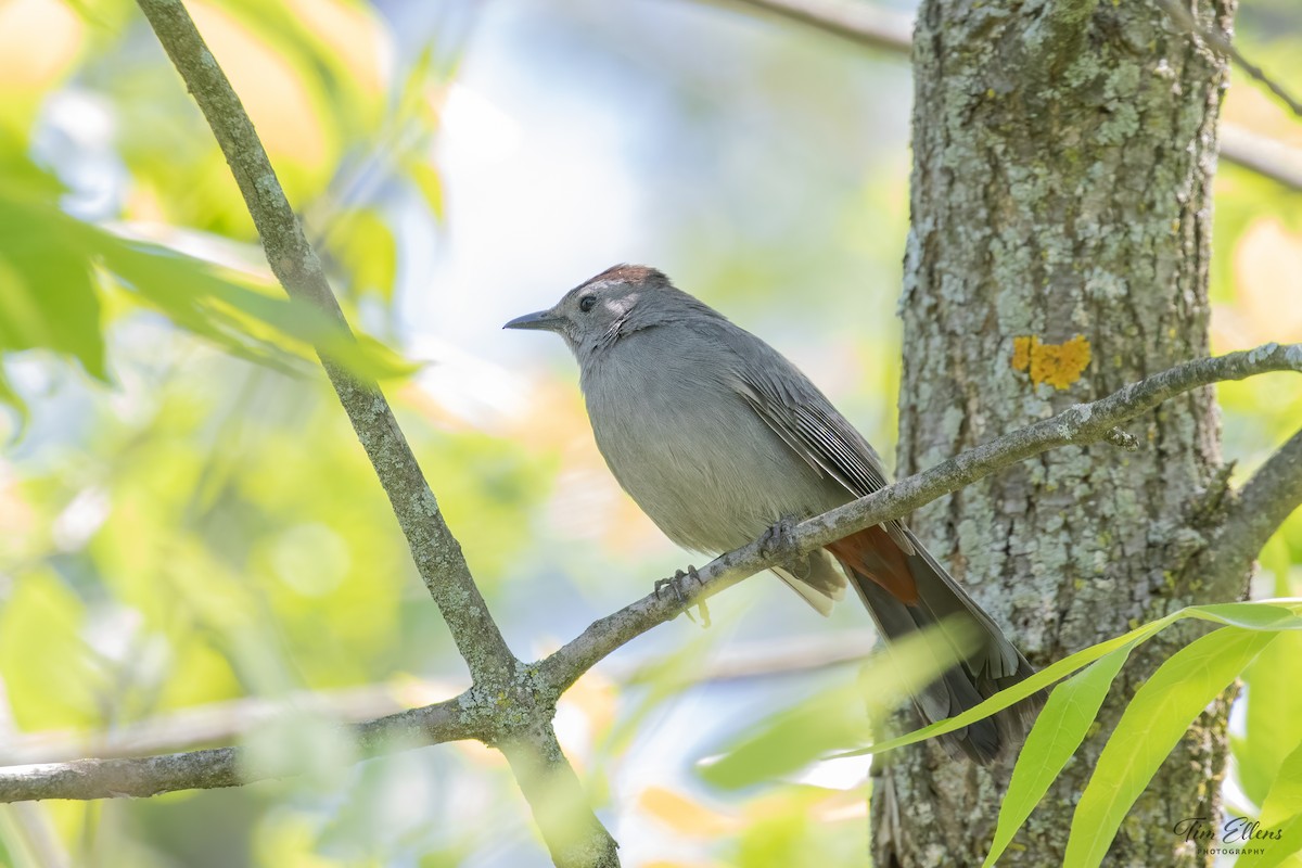 Gray Catbird - ML577316461