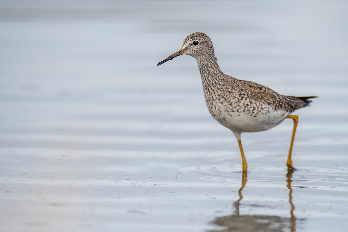 Lesser Yellowlegs - ML577318201