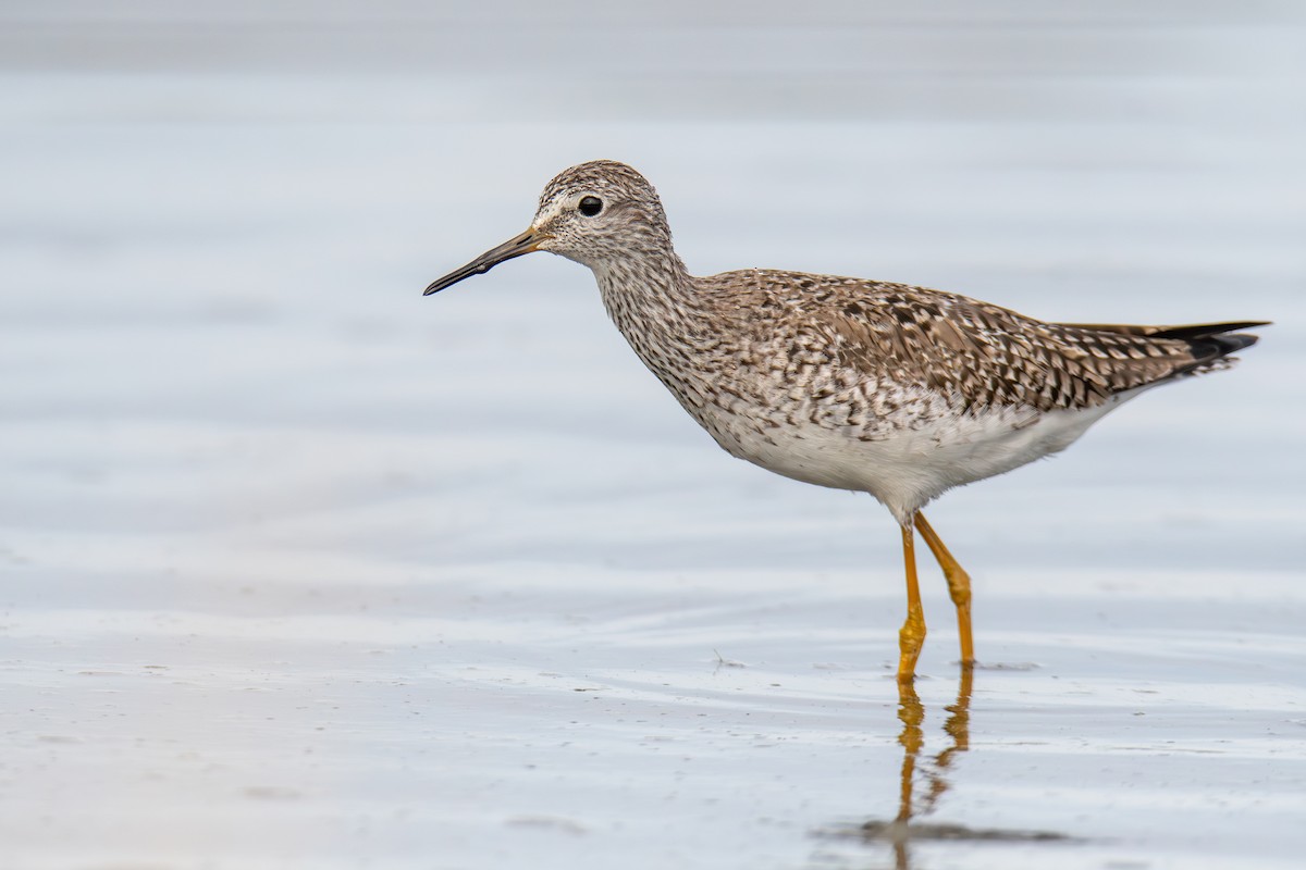 Lesser Yellowlegs - ML577318261