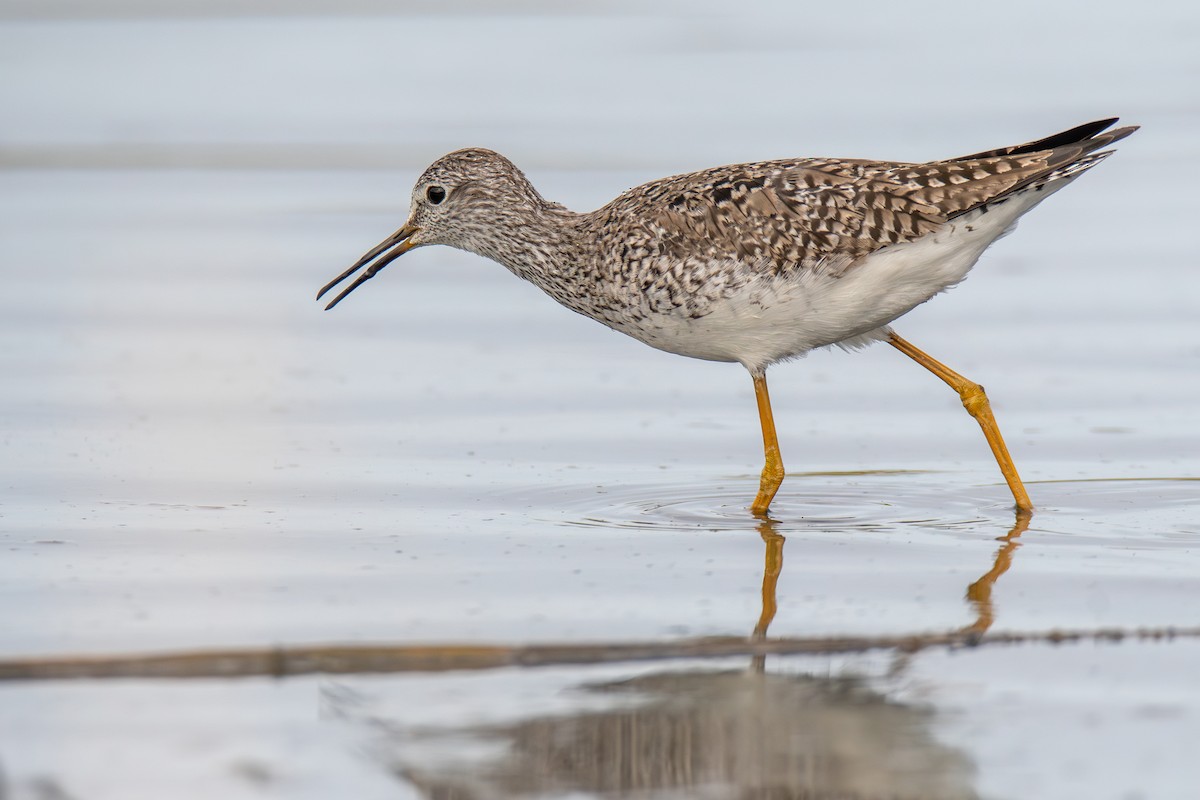 Lesser Yellowlegs - ML577318291