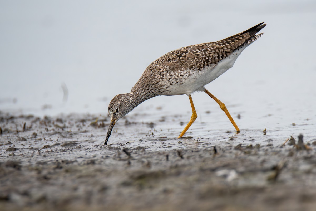 Lesser Yellowlegs - ML577318321