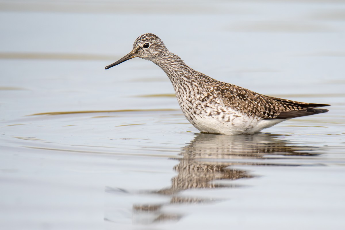 Lesser Yellowlegs - ML577318691