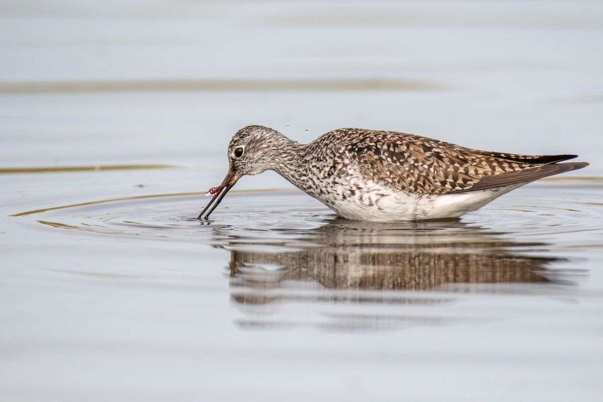 Lesser Yellowlegs - ML577318731