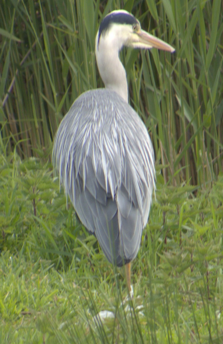 Хөх дэглий - ML577320101