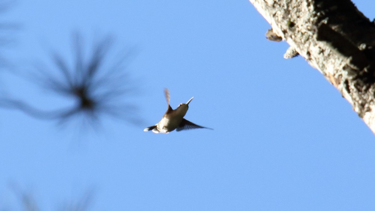 Colibri à gorge rubis - ML577320411