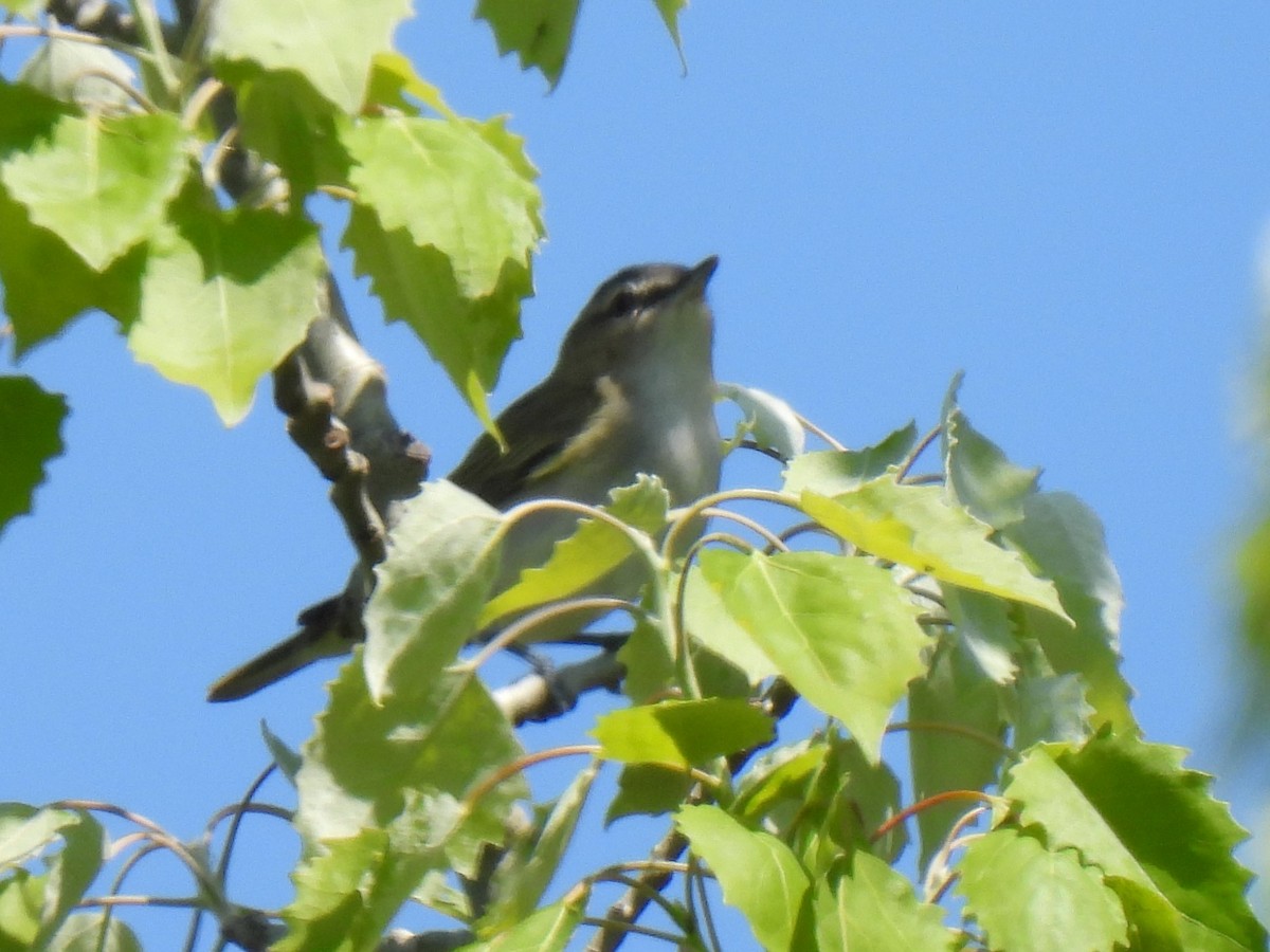 Red-eyed Vireo - Carolyn Sebestyen