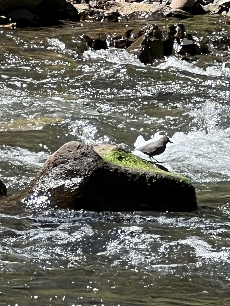 American Dipper - ML577321621