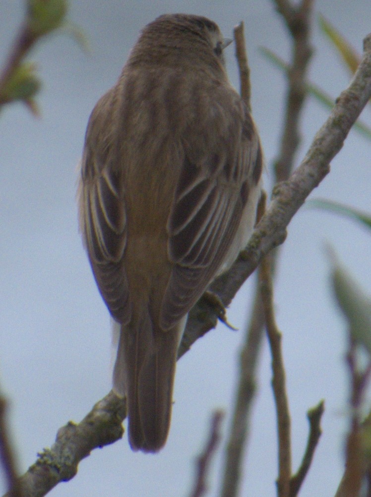 Sedge Warbler - ML577321991