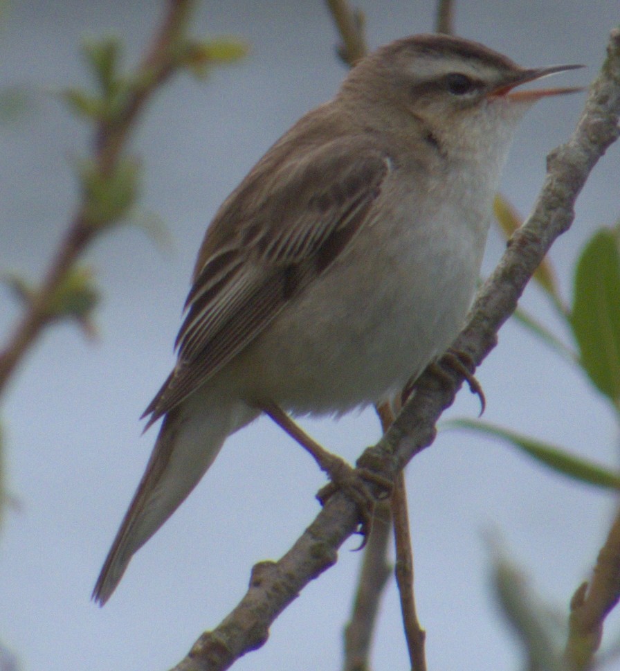 Sedge Warbler - ML577322001