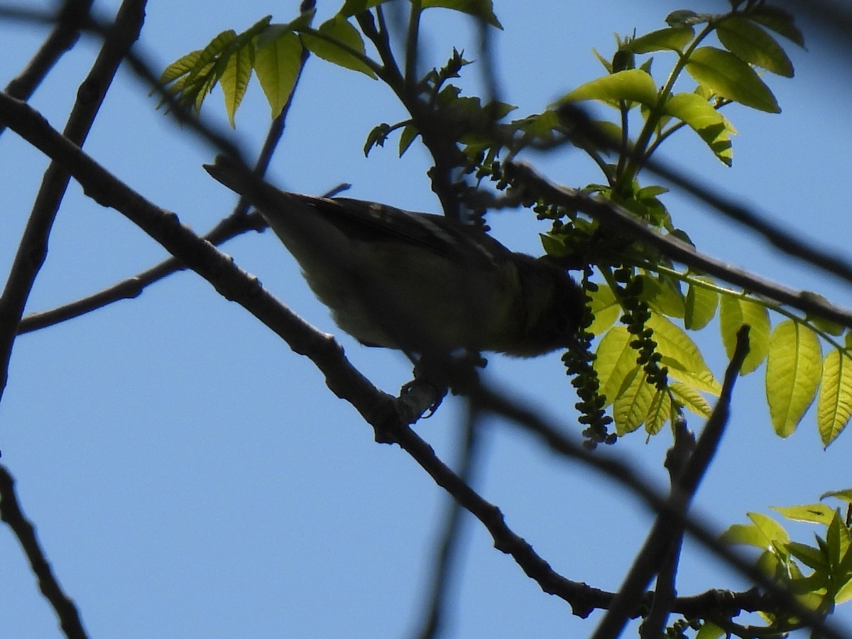 Bay-breasted Warbler - Carolyn Sebestyen