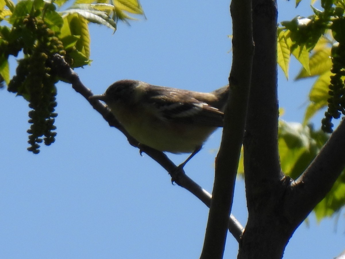 Bay-breasted Warbler - Carolyn Sebestyen