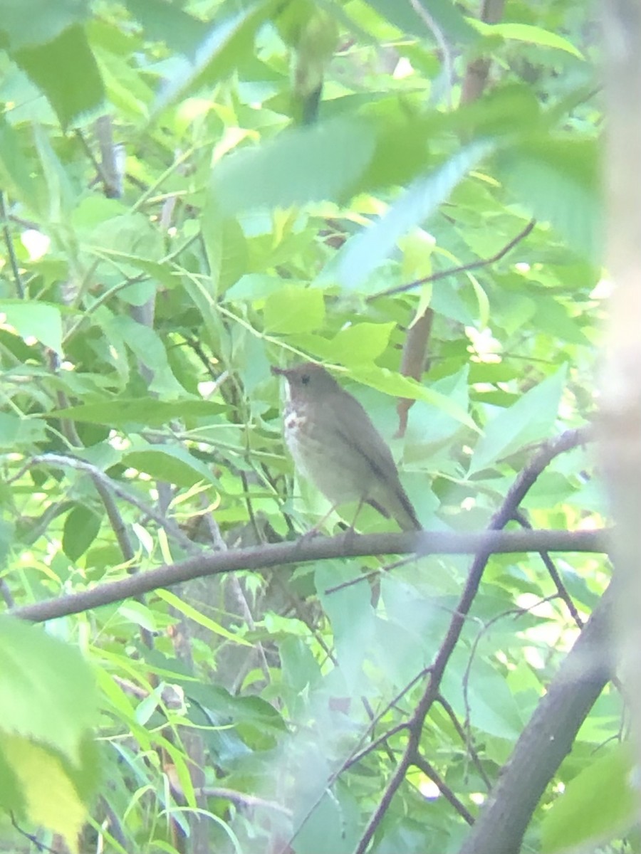 Grauwangen-Musendrossel - ML577323201