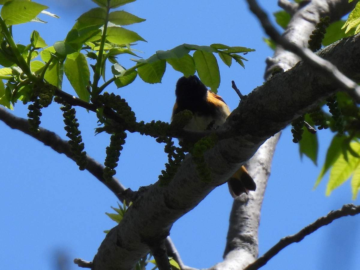 American Redstart - ML577323391