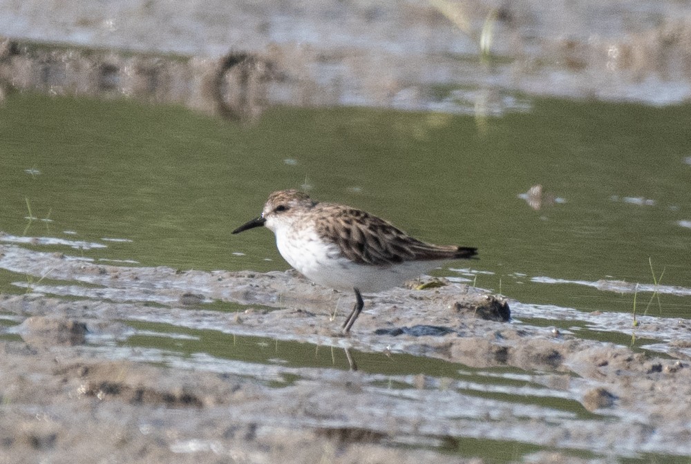 Semipalmated Sandpiper - ML577323781