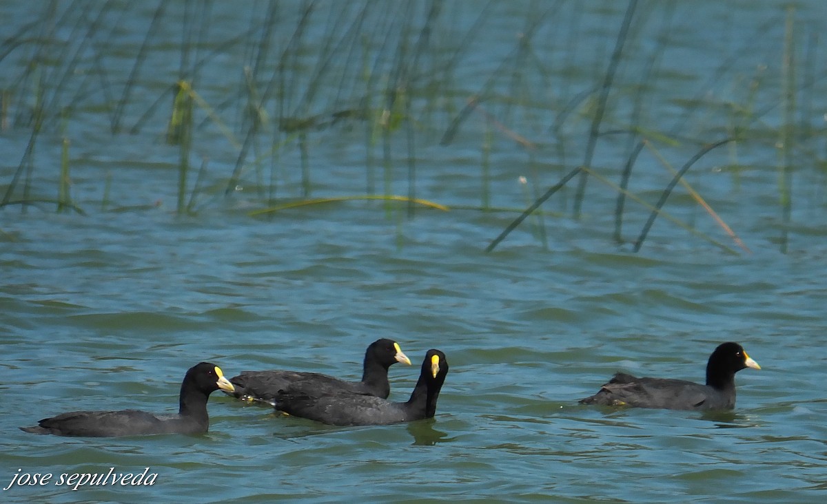 White-winged Coot - ML577323801