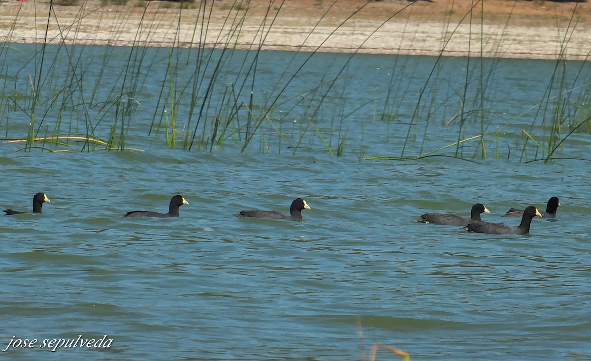 White-winged Coot - ML577323851