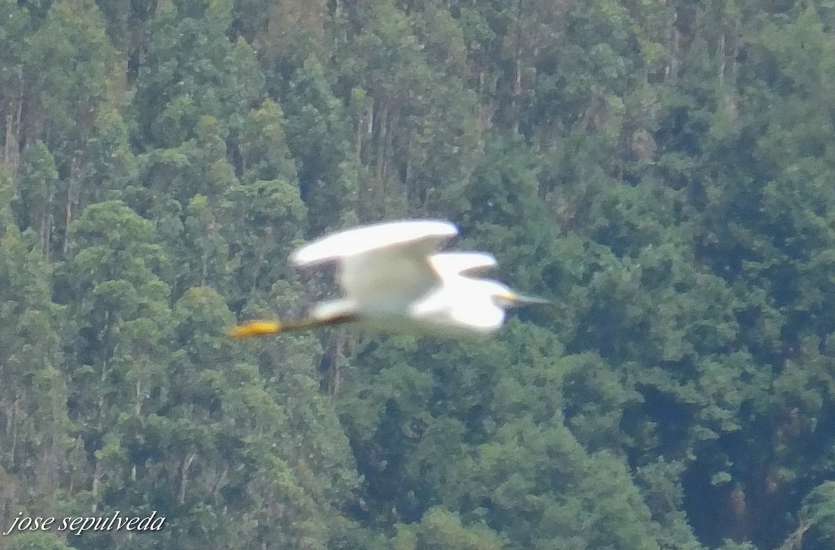 Great Egret - ML577324081