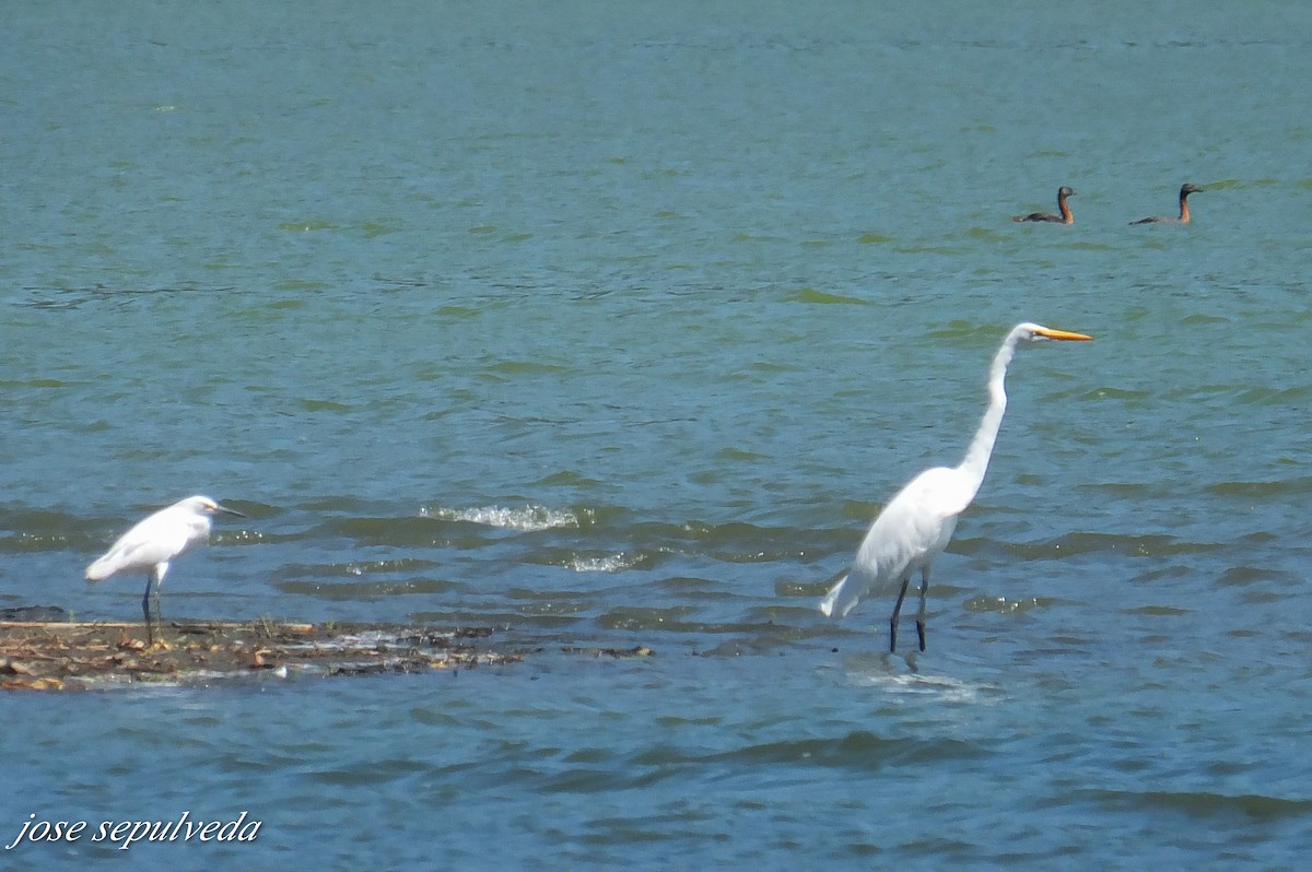 Snowy Egret - ML577324121