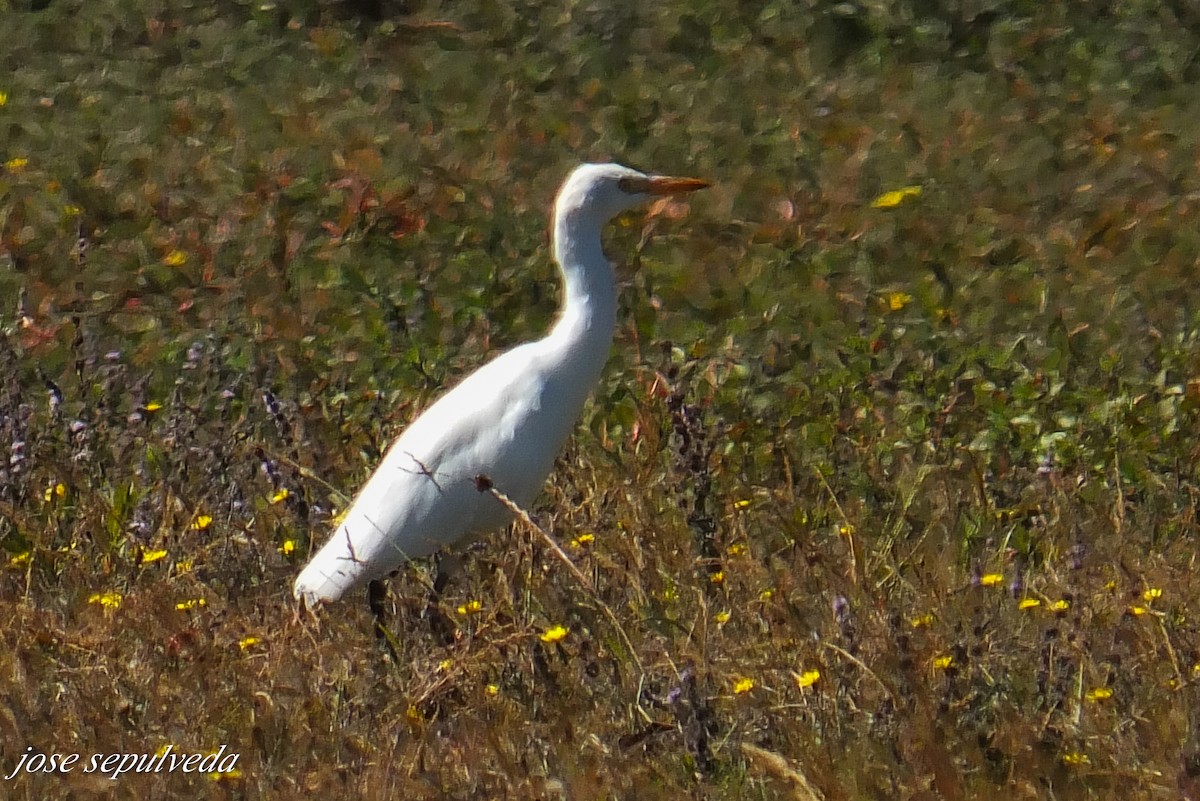 Western Cattle Egret - ML577324171